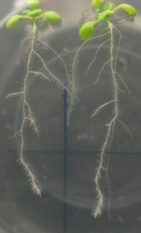 Arabidopsis seedlings showing lateral roots